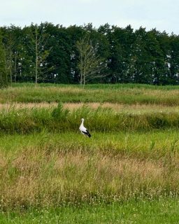 Heute einen Weißstorch gesichtet
#ecocubeveluwemeer #natuurmonumenten #veluwemeer @europarcsbadhoophuizen @europarcsnl @natuurmonumenten